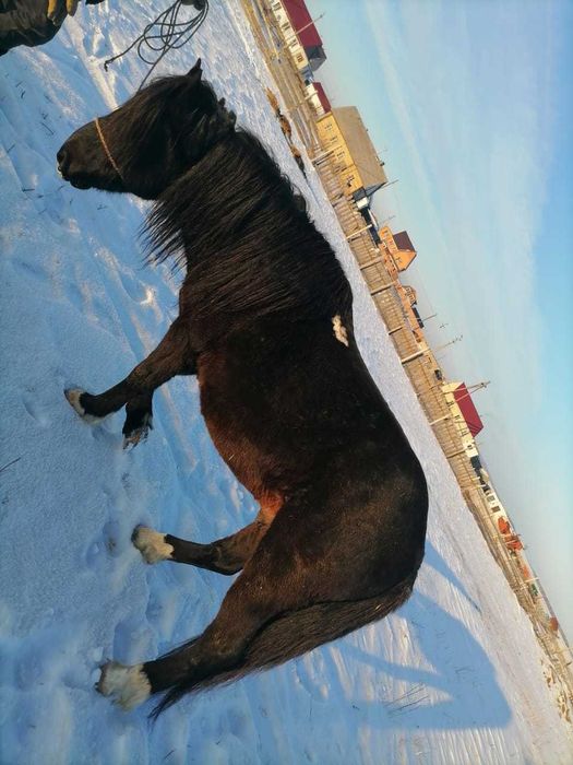 Продам действующего жеребца