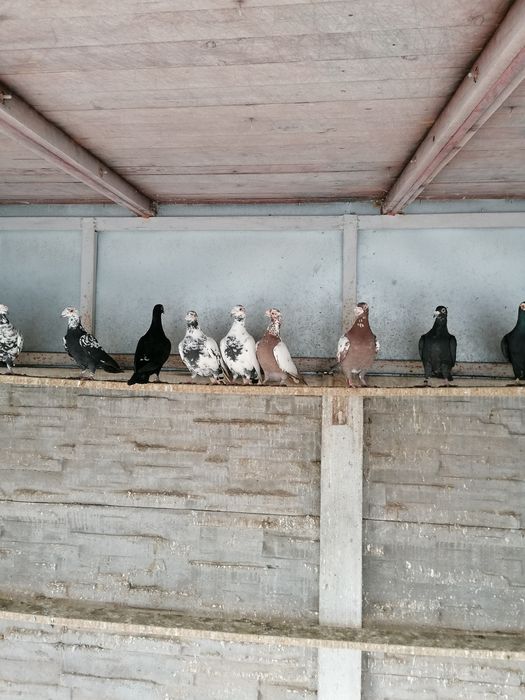 Vând voiajor stil vechi( duduros)