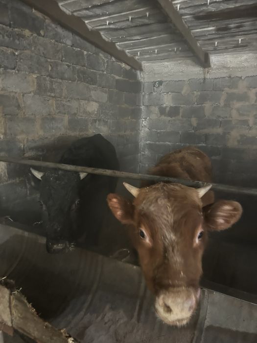 Продается бычки годовалые