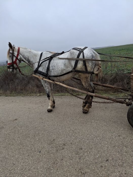 Cal de vanzare  castrat