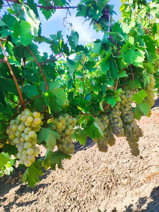 Struguri de vânzare pentru vin!