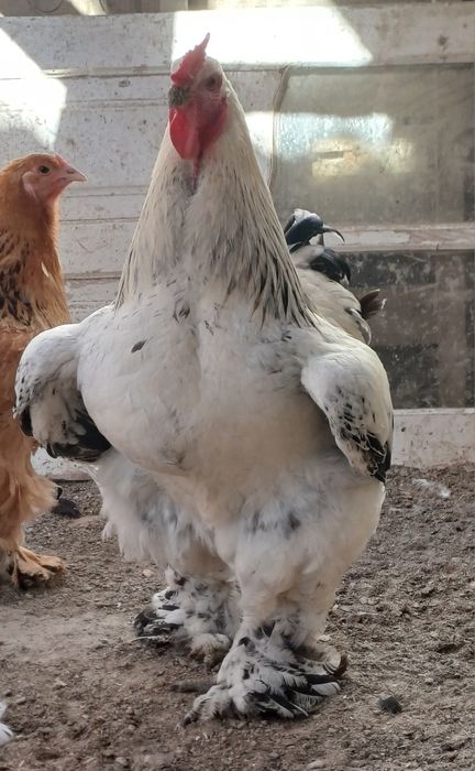 Продам петуха "Брама"