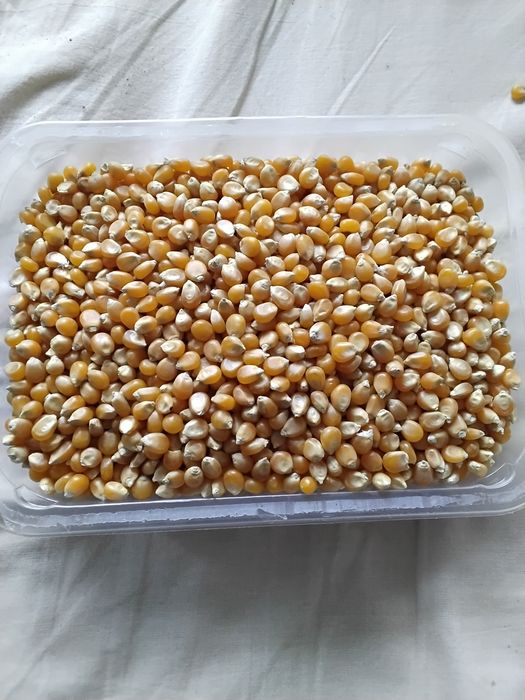 Porumb pentru floricele(popcorn) din producție proprie, fără chimicale