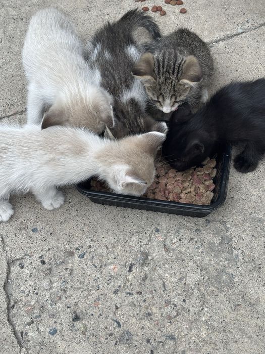 Отдам котят в добрые руки