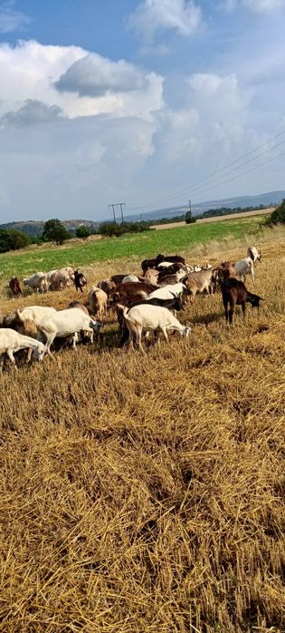 Продавам 60бр кози със 15бр ярета цена за всичко 5700евро