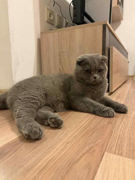 Предлагам прекрасни Scottish Fold (Шотландска клепоуха) котенца