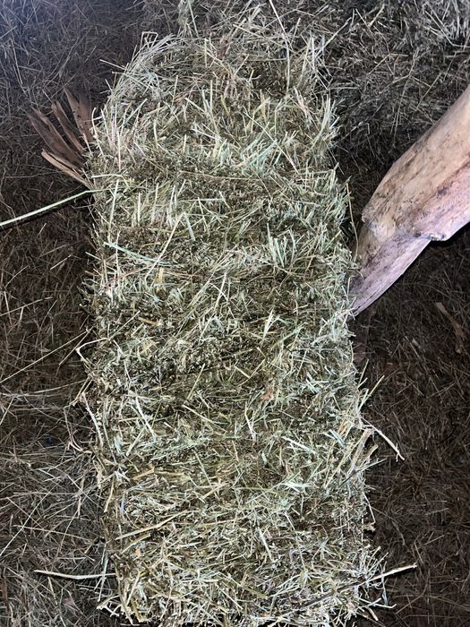 Baloți  de paie si lucerna