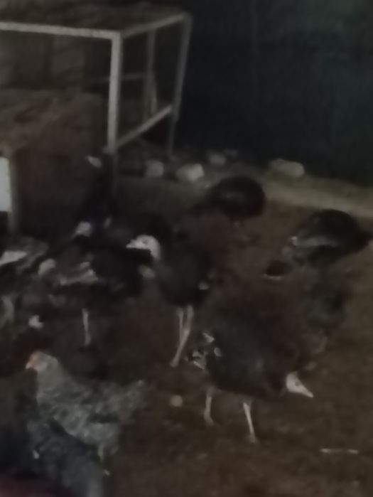 Куркалар сотилади