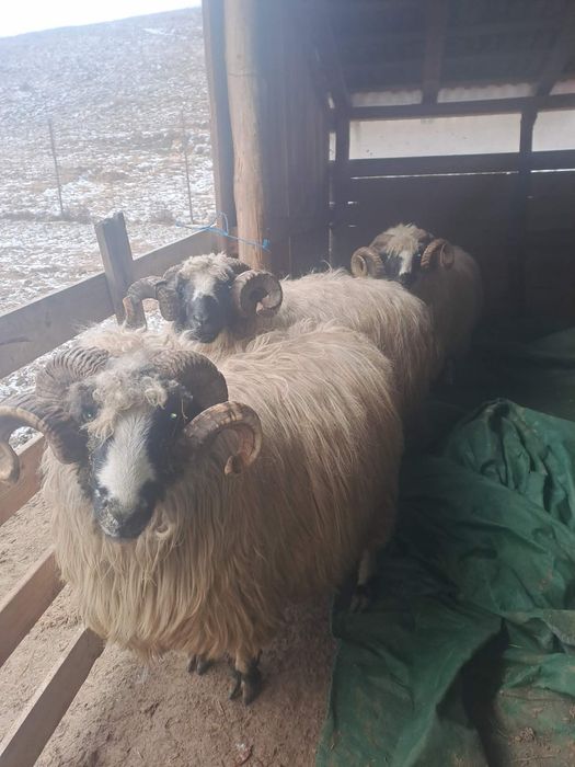 Vând 3 berbeci brezi