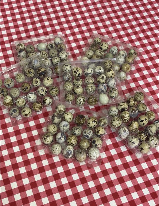 Bedana tuxum sotiladi