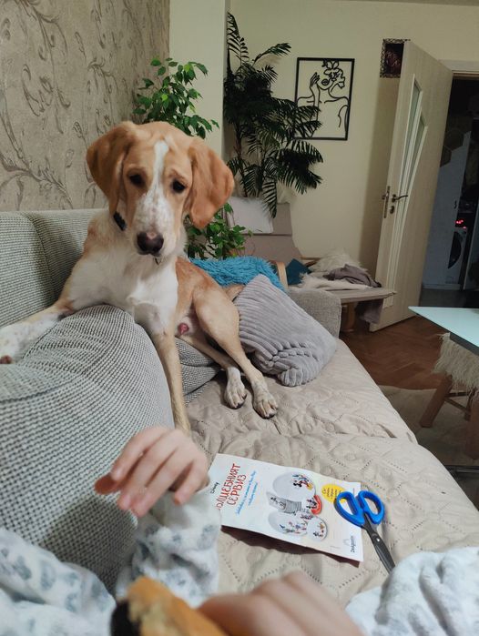 Подарявам  домашен любимец