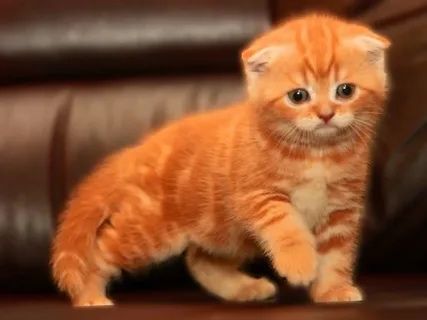 Вислоухие котята шотландские