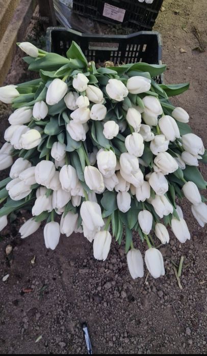 Тюльпаны к 8 марта пачками