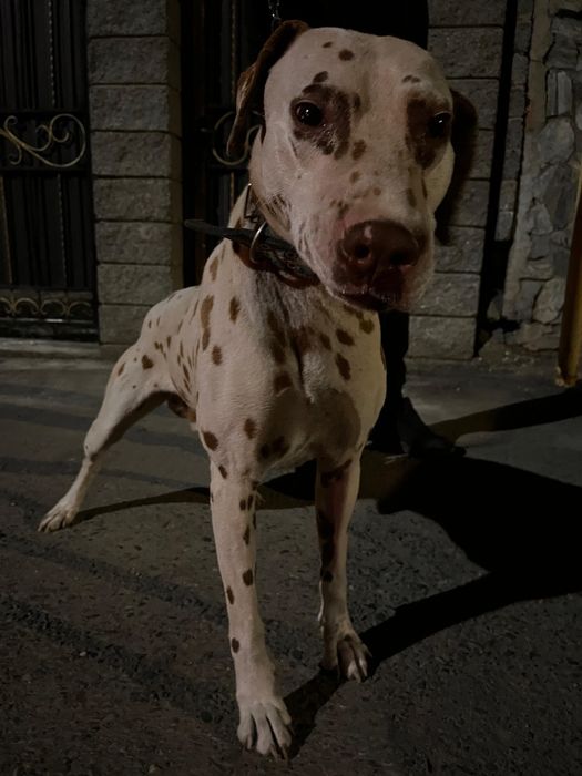 Далматин сатылады