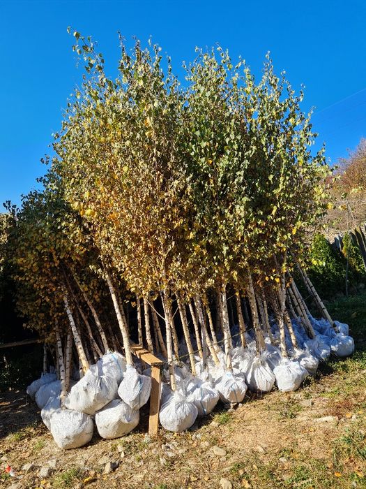 Mestecan tei platan salcam plop stejar