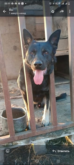 Щенки  Вео 2 месяца