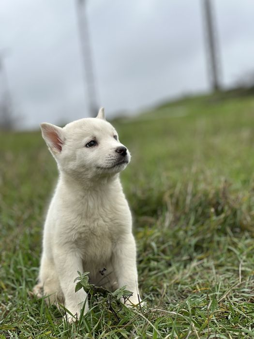 Femeluta husky siberian!