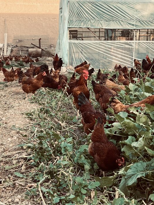 Жўжа joja жужа бор Ханхяп тавуклари жужаси бор