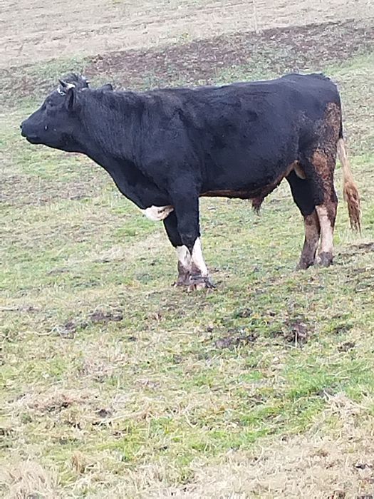 Vând doi tauri 20 kg