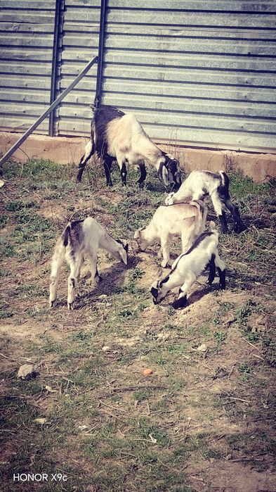 Ешкі  алпейски  екінші  тума