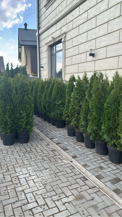 Туя смарагд оптом и в розницу