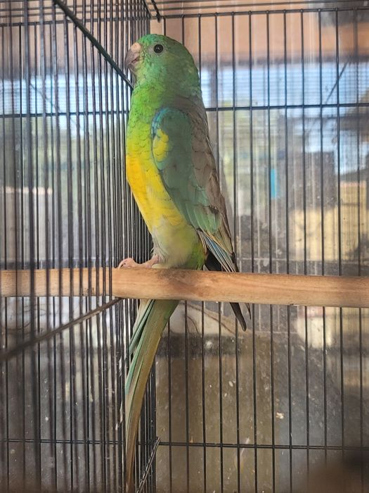 Продаётся попугайи  домашний