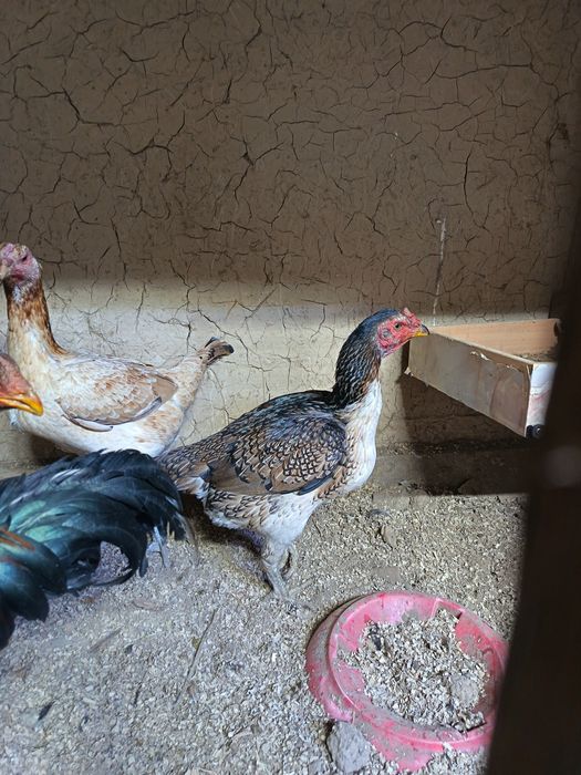 Дакан курочка продам