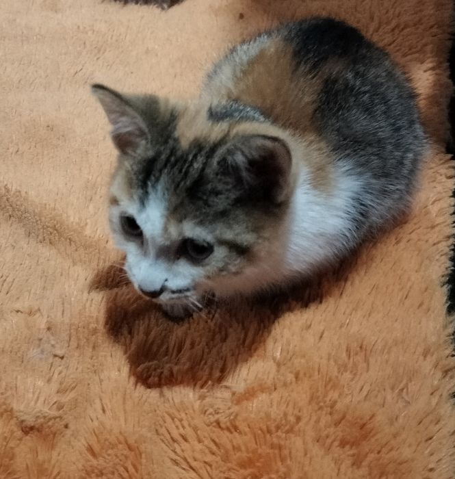 Котенок, около мес
