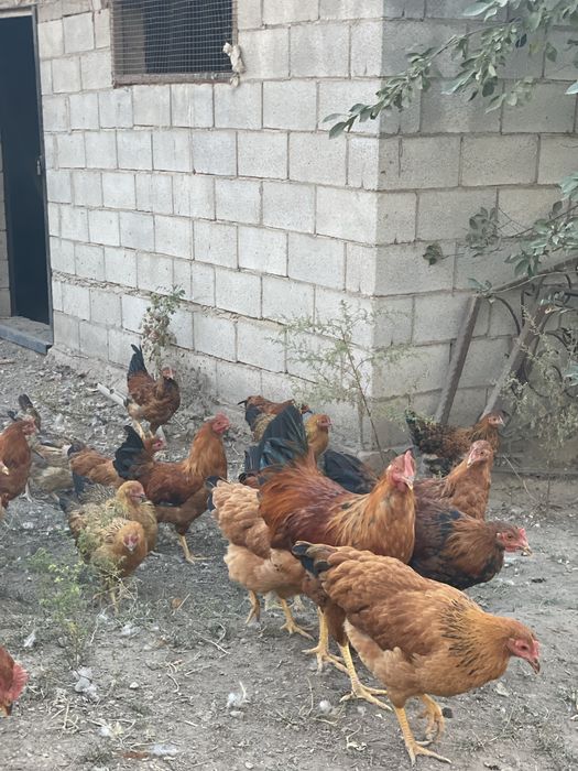 Продам кур кучинских юбилейных
