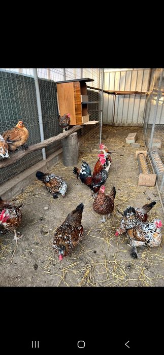 Vând cocoși si gainuse americane