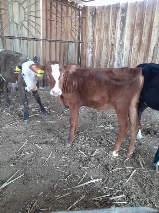 Сиыр сатылады сүтті