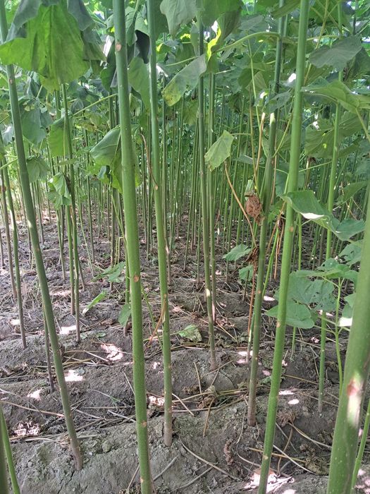 Pavloniya kochatlarimiz sotiladi, arzon narxlarda 24/7 aloqadamiz