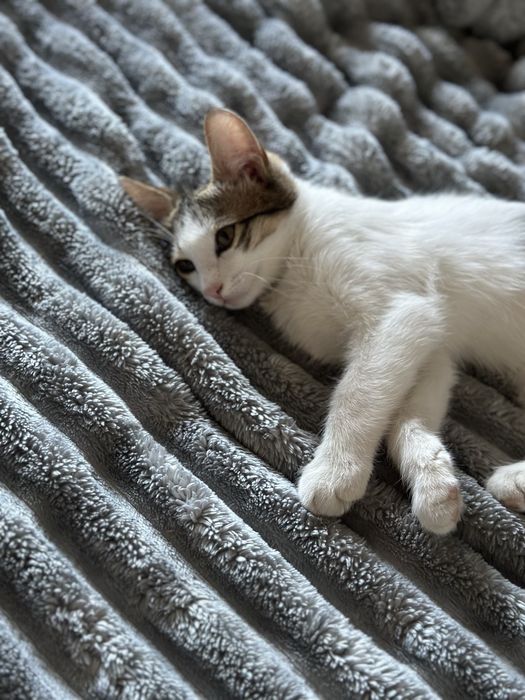Отдаю котика в хорошие руки