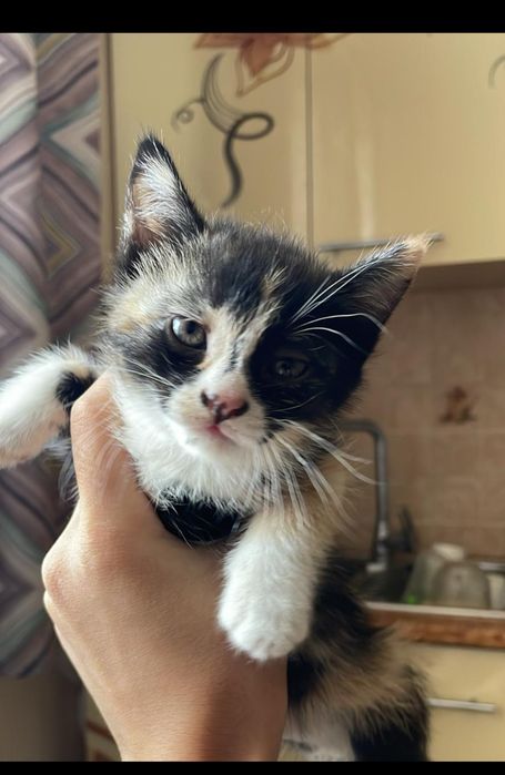 Котята отдадим в хорошие руки