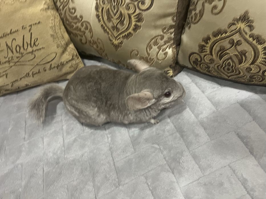 Шиншила домашняя.