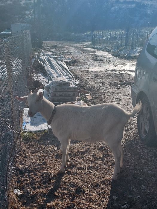 Коза ББМ / Goat BBM