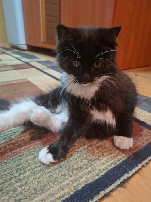 Котенок, кошка в добрые руки
