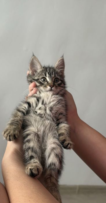 Кошнчка очень добрая и ласковая ест хорошо !