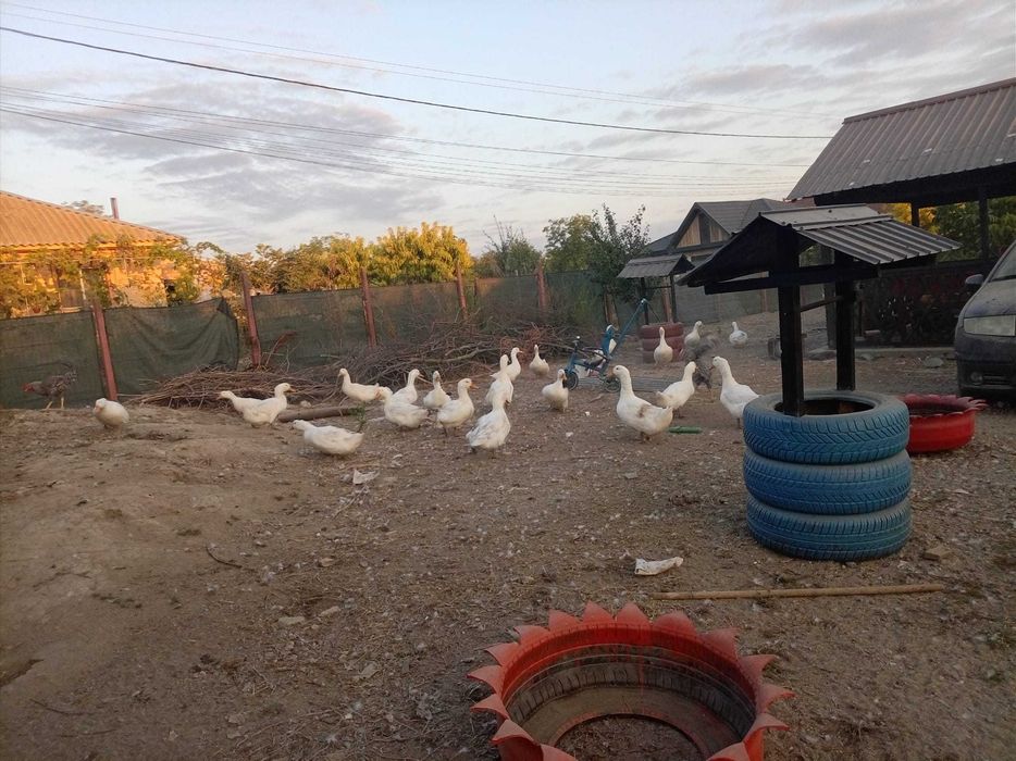 Vand rate pekin viu preț 30 lei /kg tăiat 35/kg lei de anul asta,rate mute boboci  20 lei buc pentru mai multe detalii sunați la Nr 0760071425