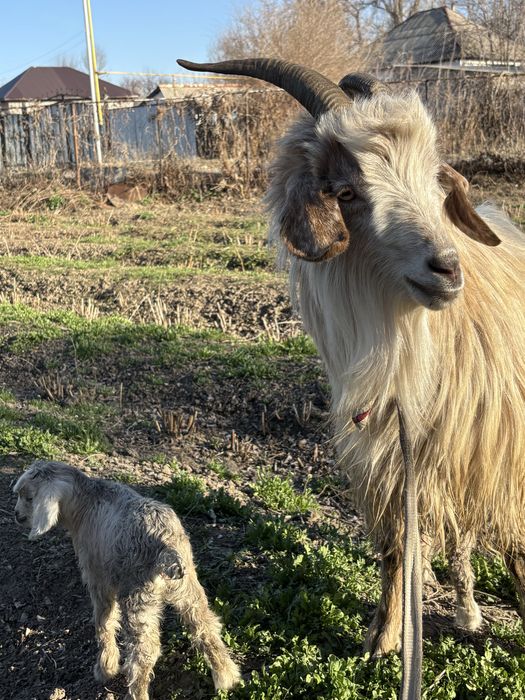Продам козу с двумя козочками