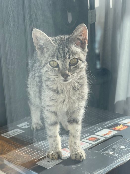 Котёнок мальчик ищет дом