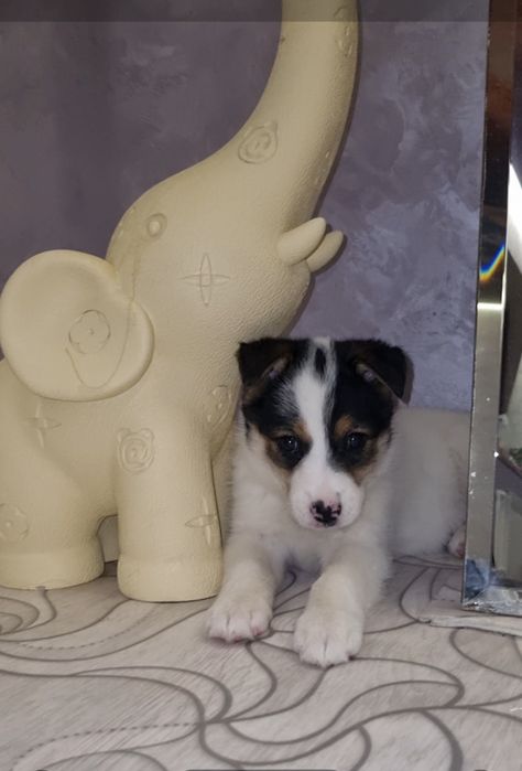 Шкода ищет мампап. Доставлю!