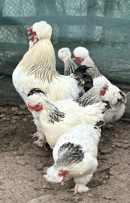 Разплодни яйца ит Струмски кокошки