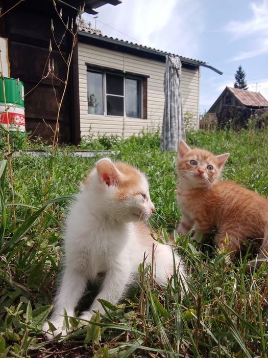 Котята ищут дом !