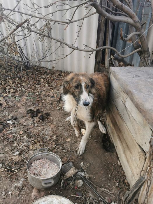 Ищем дом для пёсика подростка