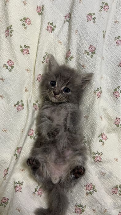 Котенок продается