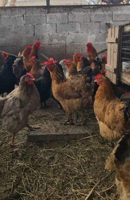 Яйца с гарантией