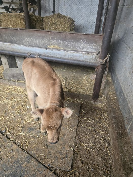 Бұзау сатылады бір апталық