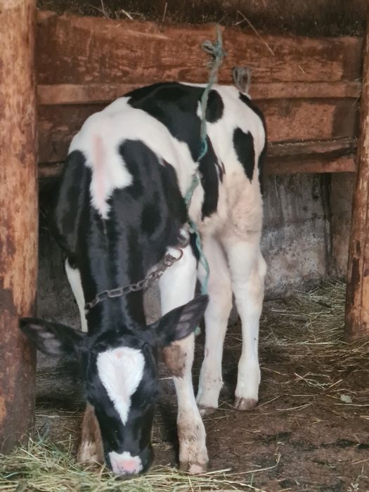 Vitica holstein 5 pe6 saptamhni suge la biberon la vaca din vaca bună de lapte