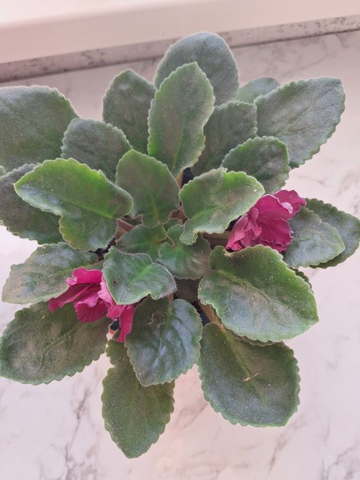 Комнатные растение